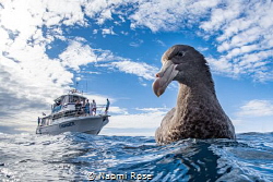 A Northern Giant Petrel curious about its reflection in m... by Naomi Rose 